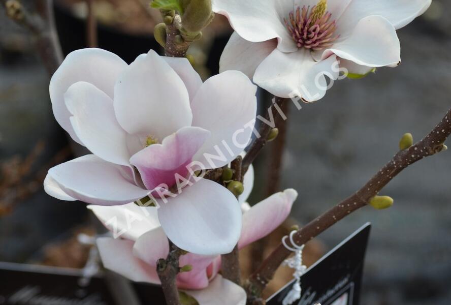 Šácholan Soulangeanův 'Satisfaction' - Magnolia soulangeana 'Satisfaction'