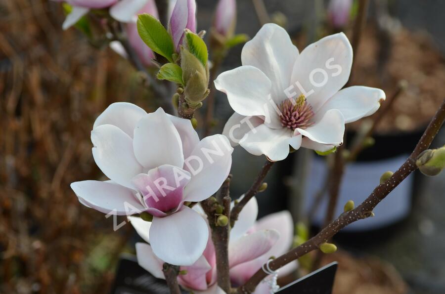 Šácholan Soulangeanův 'Satisfaction' - Magnolia soulangeana 'Satisfaction'