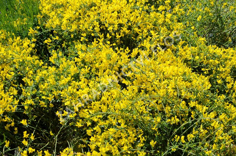 Kručinka chlupatá 'Vancouver Gold' - Genista pilosa 'Vancouver Gold'