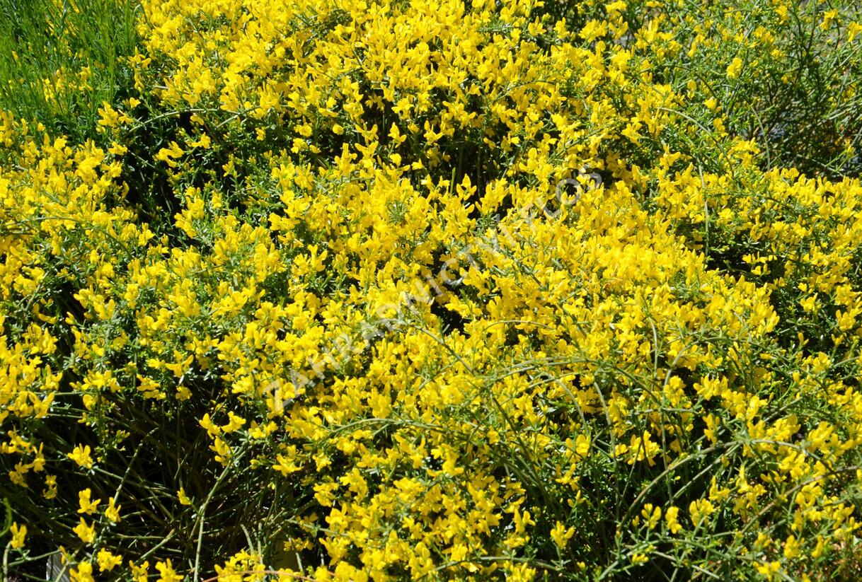 Kručinka chlupatá 'Vancouver Gold' - Genista pilosa 'Vancouver Gold'