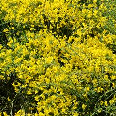 Kručinka chlupatá 'Vancouver Gold' - Genista pilosa 'Vancouver Gold'