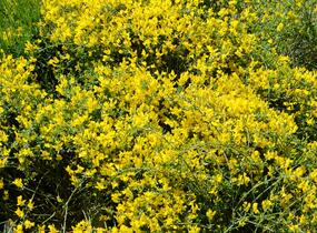 Kručinka chlupatá 'Vancouver Gold' - Genista pilosa 'Vancouver Gold'
