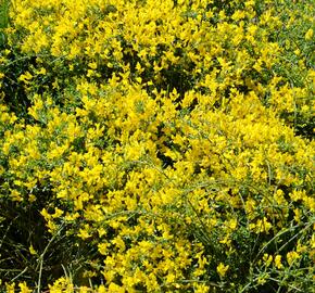 Kručinka chlupatá 'Vancouver Gold' - Genista pilosa 'Vancouver Gold'