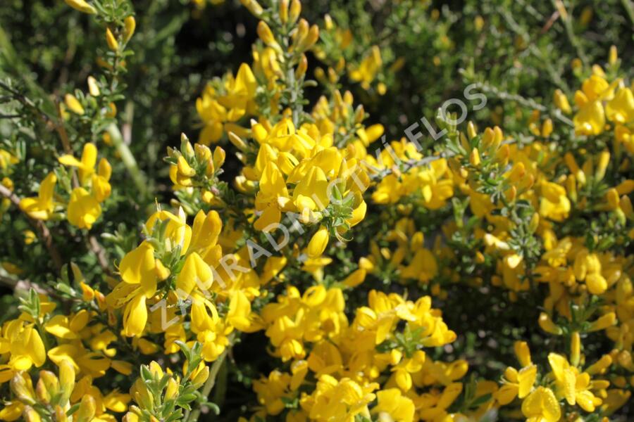 Kručinka chlupatá 'Vancouver Gold' - Genista pilosa 'Vancouver Gold'