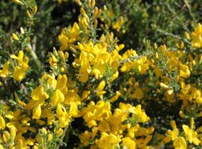 Kručinka chlupatá 'Vancouver Gold' - Genista pilosa 'Vancouver Gold'