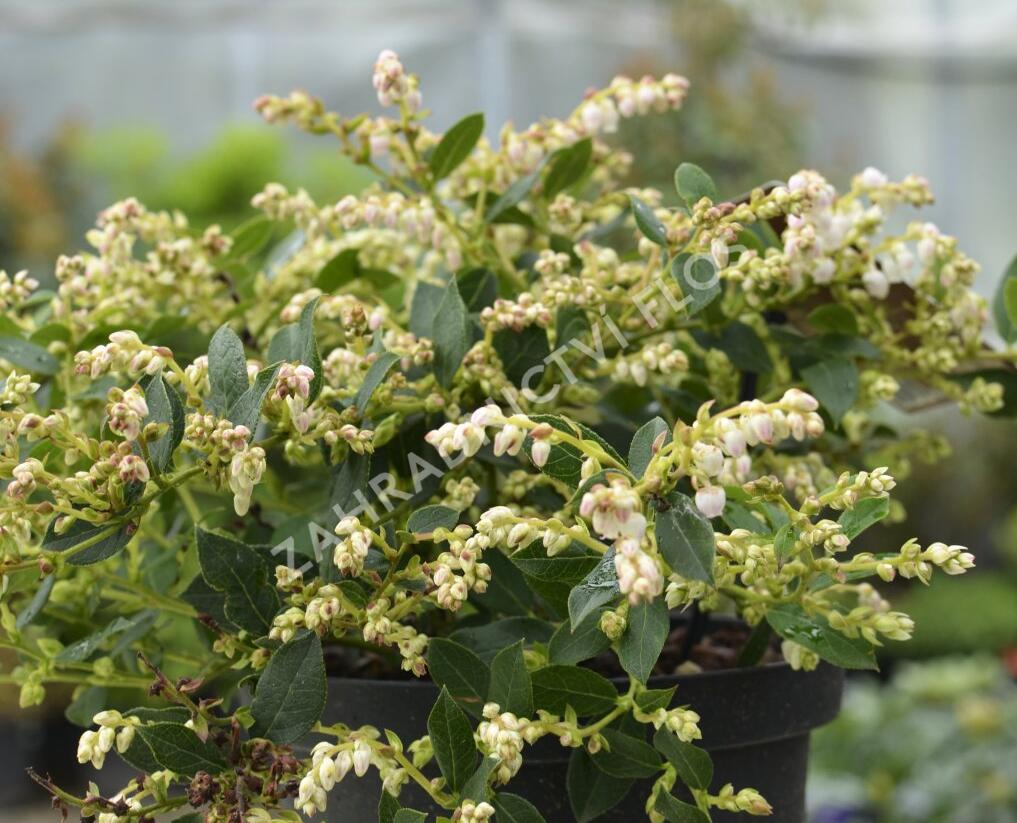 Gaulnetie 'Jingle Bells' - Gaulnettya wisleyensis 'Jingle Bells'