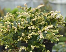Gaulnetie 'Jingle Bells'