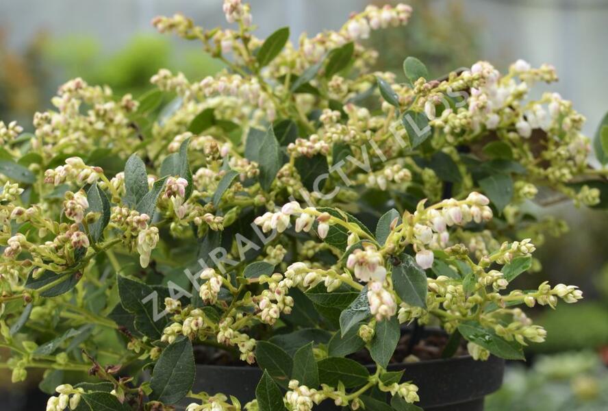 Gaulnetie 'Jingle Bells' - Gaulnettya wisleyensis 'Jingle Bells'