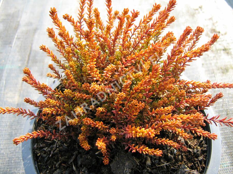 Šicha černá 'Bernstein' - Empetrum nigrum 'Bernstein'