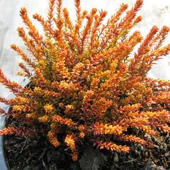 Šicha černá 'Bernstein' - Empetrum nigrum 'Bernstein'
