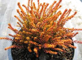 Šicha černá 'Bernstein' - Empetrum nigrum 'Bernstein'
