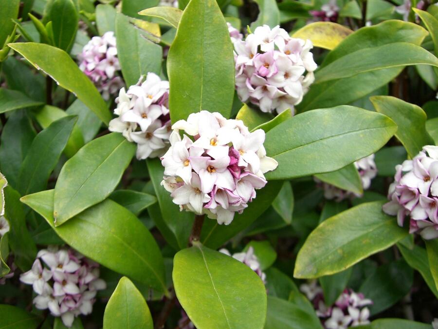 Lýkovec - Daphne odora