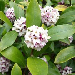 Lýkovec - Daphne odora