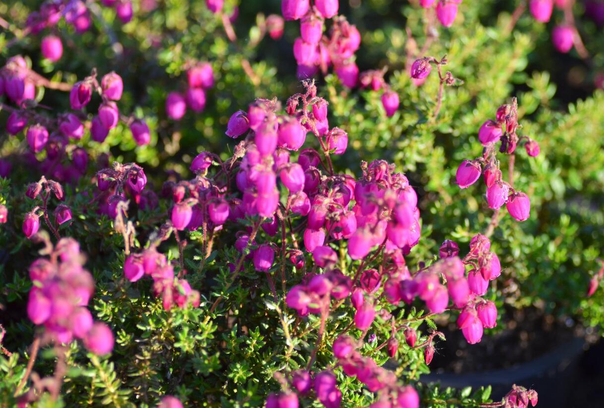 Dabécie kantabrijská, Irský vřes 'William Buchanan' - Daboecia scotica 'William Buchanan'