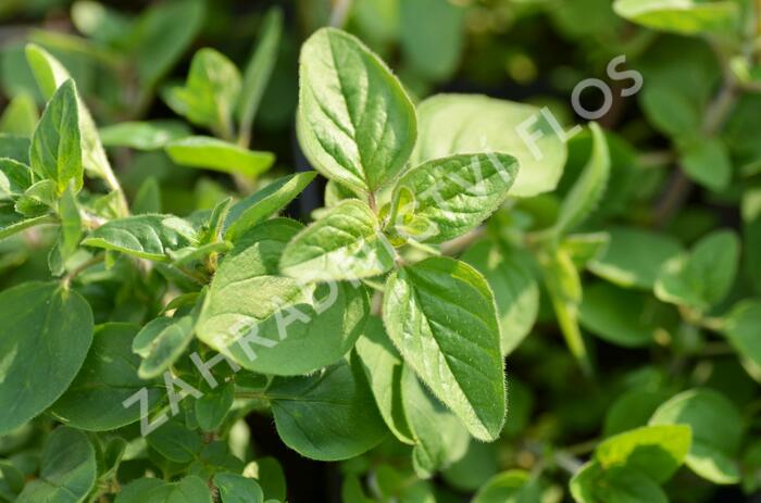 Majoránka zahradní 'Esperanta' - Origanum majorana 'Esperanta'