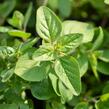 Majoránka zahradní 'Esperanta' - Origanum majorana 'Esperanta'