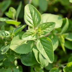 Majoránka zahradní 'Esperanta' - Origanum majorana 'Esperanta'