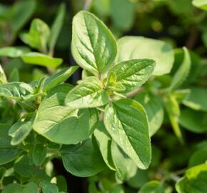 Majoránka zahradní 'Esperanta' - Origanum majorana 'Esperanta'