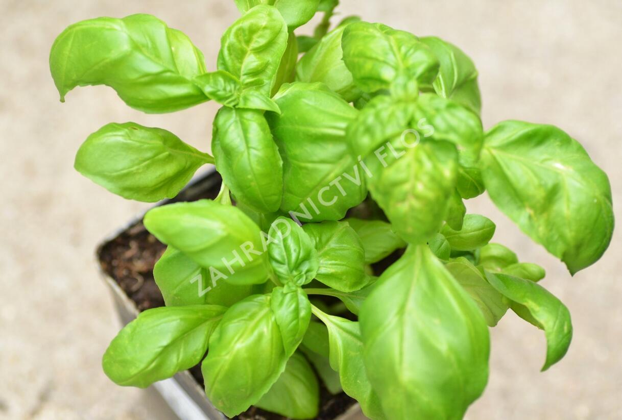 Bazalka pravá 'Genoveser Martina' - Ocimum basilicum 'Genoveser Martina'