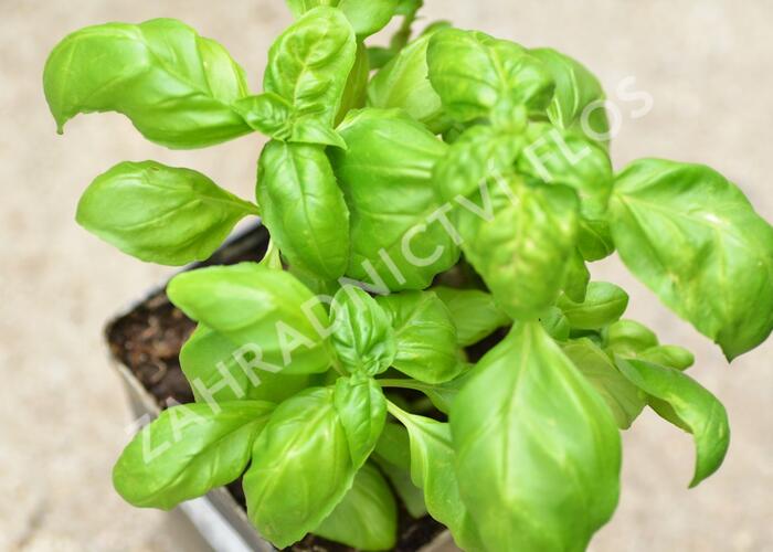 Bazalka pravá 'Genoveser Martina' - Ocimum basilicum 'Genoveser Martina'