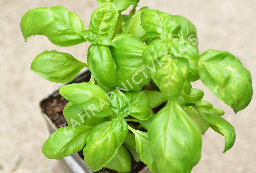 Bazalka pravá 'Genoveser Martina' - Ocimum basilicum 'Genoveser Martina'
