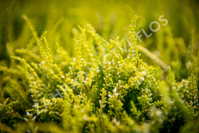 Vřes obecný 'Theresa' (Garden girls®) - Calluna vulgaris 'Theresa' (Garden girls®)