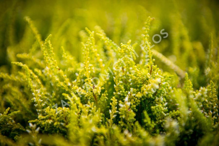 Vřes obecný 'Theresa' (Garden girls®) - Calluna vulgaris 'Theresa' (Garden girls®)