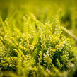 Vřes obecný 'Theresa' (Garden girls®) - Calluna vulgaris 'Theresa' (Garden girls®)