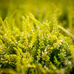 Vřes obecný 'Theresa' (Garden girls®) - Calluna vulgaris 'Theresa' (Garden girls®)