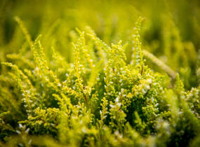 Vřes obecný 'Theresa' (Garden girls®) - Calluna vulgaris 'Theresa' (Garden girls®)