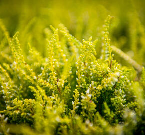 Vřes obecný 'Theresa' (Garden girls®) - Calluna vulgaris 'Theresa' (Garden girls®)