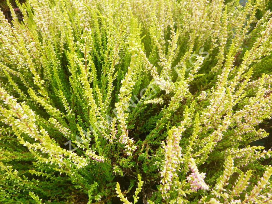 Vřes obecný 'Theresa' (Garden girls®) - Calluna vulgaris 'Theresa' (Garden girls®)