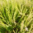 Vřes obecný 'Theresa' (Garden girls®) - Calluna vulgaris 'Theresa' (Garden girls®)