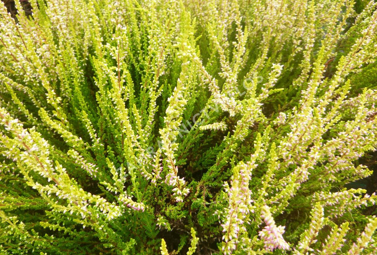 Vřes obecný 'Theresa' (Garden girls®) - Calluna vulgaris 'Theresa' (Garden girls®)