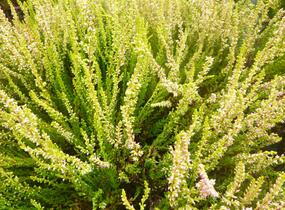 Vřes obecný 'Theresa' (Garden girls®) - Calluna vulgaris 'Theresa' (Garden girls®)