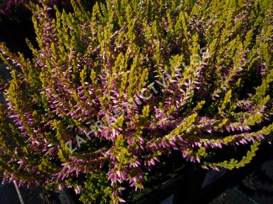 Vřes obecný 'Theresa' (Garden girls®) - Calluna vulgaris 'Theresa' (Garden girls®)