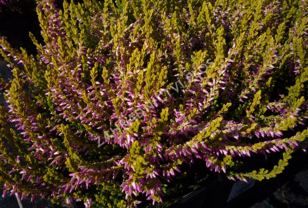 Vřes obecný 'Theresa' (Garden girls®) - Calluna vulgaris 'Theresa' (Garden girls®)