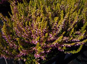 Vřes obecný 'Theresa' (Garden girls®) - Calluna vulgaris 'Theresa' (Garden girls®)