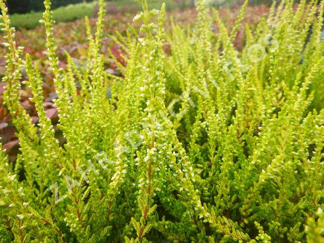 Vřes obecný 'Sandy' - Calluna vulgaris 'Sandy'