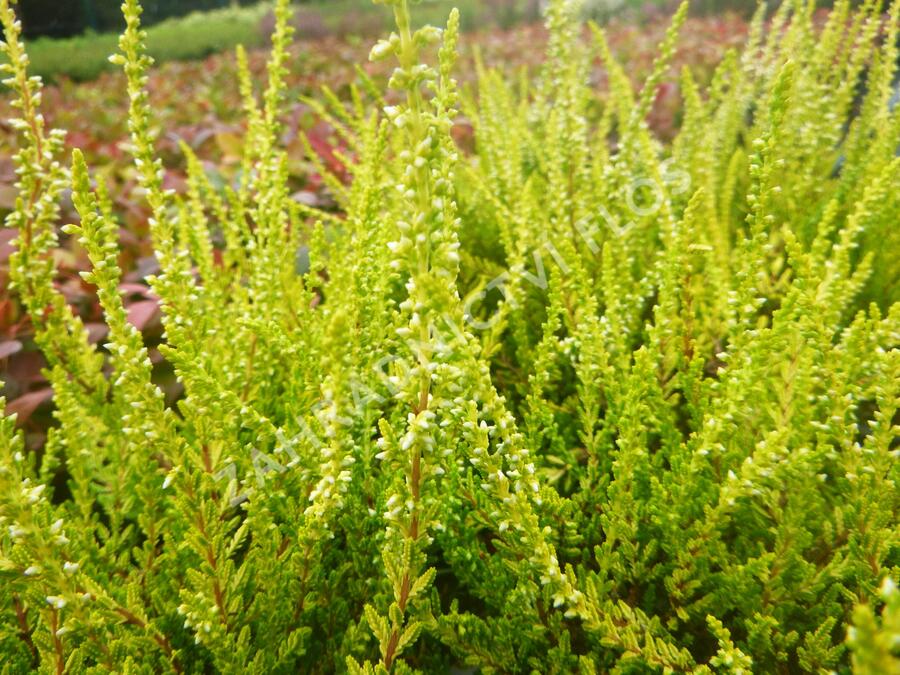 Vřes obecný 'Sandy' - Calluna vulgaris 'Sandy'