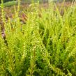 Vřes obecný 'Sandy' - Calluna vulgaris 'Sandy'