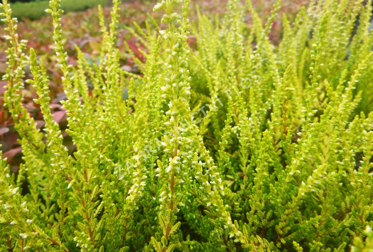 Vřes obecný 'Sandy' - Calluna vulgaris 'Sandy'
