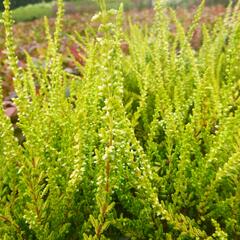 Vřes obecný 'Sandy' - Calluna vulgaris 'Sandy'