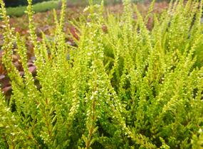 Vřes obecný 'Sandy' - Calluna vulgaris 'Sandy'