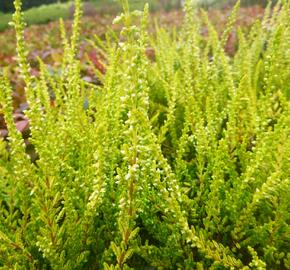 Vřes obecný 'Sandy' - Calluna vulgaris 'Sandy'