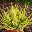 Vřes obecný 'Sandy' - Calluna vulgaris 'Sandy'