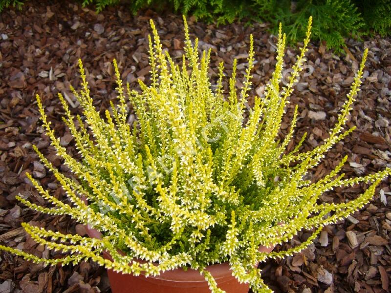 Vřes obecný 'Sandy' - Calluna vulgaris 'Sandy'