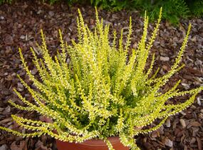 Vřes obecný 'Sandy' - Calluna vulgaris 'Sandy'