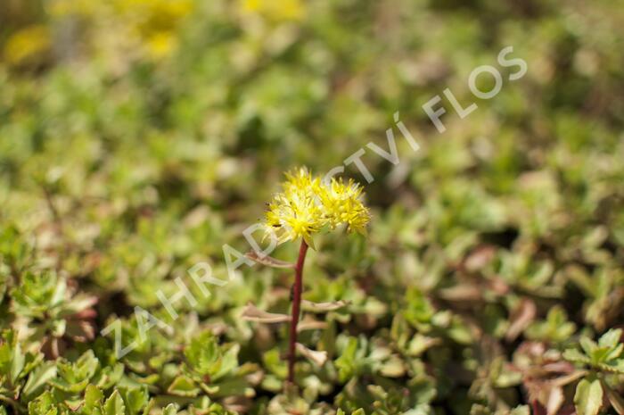 Rozchodník 'Czar's Gold' - Sedum hybridum 'Czar's Gold'