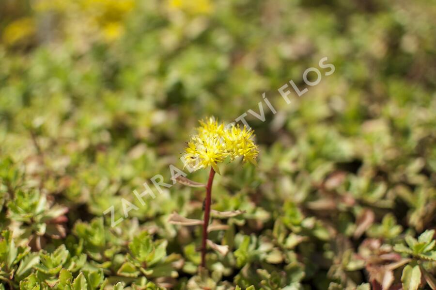 Rozchodník 'Czar's Gold' - Sedum hybridum 'Czar's Gold'